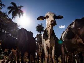 Por que o custo de produção de leite aumentou 62% em dois anos?