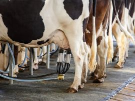 Como o manejo da ordenha impacta na mastite de vacas leiteiras