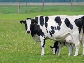 Gerenciando o período de transição na vaca de leite moderna