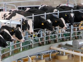 Mitos e verdades sobre a utilização de BST em vacas leiteiras