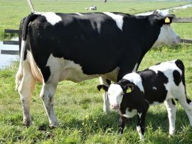 Aumento da taxa de prenhez amplia produtividade em até mil litros de leite por ano