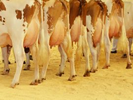 A estrutura do rebanho pode influenciar a lucratividade na pecuária leiteira?