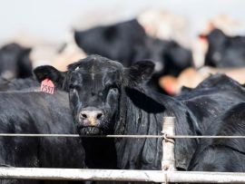 Os cruzamentos com gado de corte estão descarrilando o setor leiteiro dos EUA?