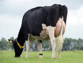 O futuro da Raça Holandesa depende do equilíbrio entre genética, eficiência e bem-estar