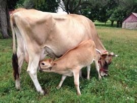 Febre do leite: predisposição, prevenção e impacto na sua produção!