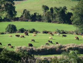 A maior jogada de marketing da história do leite