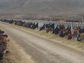 De olho no cocho: medir, registrar e ajustar é o que transforma manejo em precisão