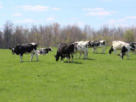 Vacas de alta produção leiteira exigem manejo específico para enfrentar o verão