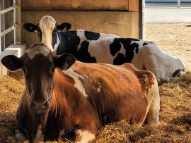 Vacas calmas produzem mais e melhor