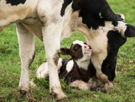 Período Seco e Período Pré Parto