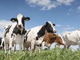 O que o leite pode revelar sobre o estresse térmico em vacas leiteiras