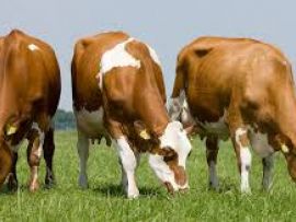 Experiências com vacas de leite cruzadas nos EUA