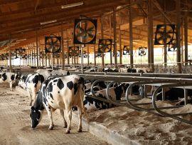 EUA: Produção de leite aumenta, gordura atinge recorde histórico de 4,32% e demanda por proteína dispara