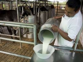 Panorama do setor leiteiro na América Latina