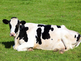 O que fazer e o que não fazer em relação ao cuidado com vacas caídas