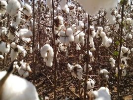Farelo e caroço de algodão: alternativa para 2021?