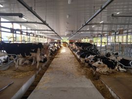 Confinamentos para gado de leite: conheça os tipos e vantagens