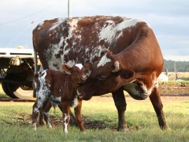 Principais problemas que diminuem a eficiência reprodutiva das vacas leiteiras