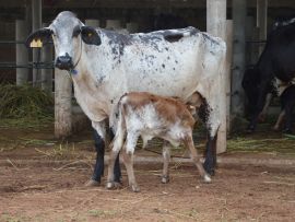 Inseminação Artificial: conhecer a anatomia reprodutiva das vacas é o primeiro passo