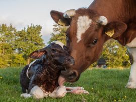 5 maneiras de gerar vacas inférteis