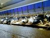 O valor do conforto animal para as vacas de leite