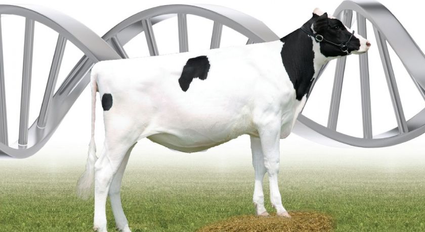 Plano de genotipagem: por quais animais começar a avaliação genômica?