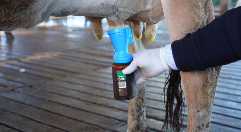 Vale a pena tratar vacas com mastite subclínica durante a lactação?