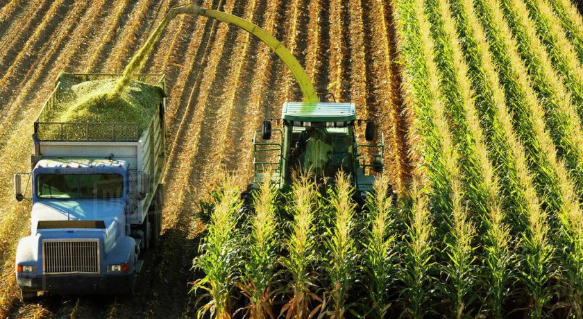 Prof. João Ricardo: A terceirização dos serviços de colheita do milho para silagem