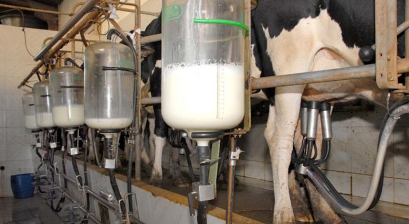 CEPEA: Impulsionado por baixa oferta e custos em alta, preço do leite dispara