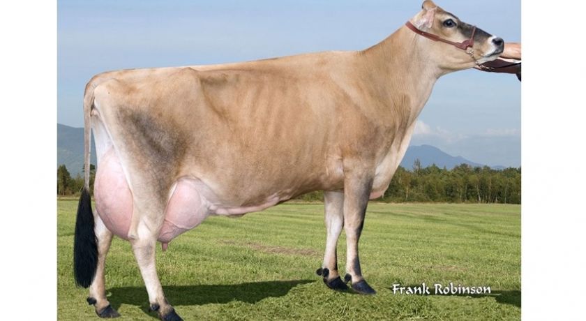 SHELLY: a primeira vaca Jersey a ultrapassar as 400 mil libras de leite