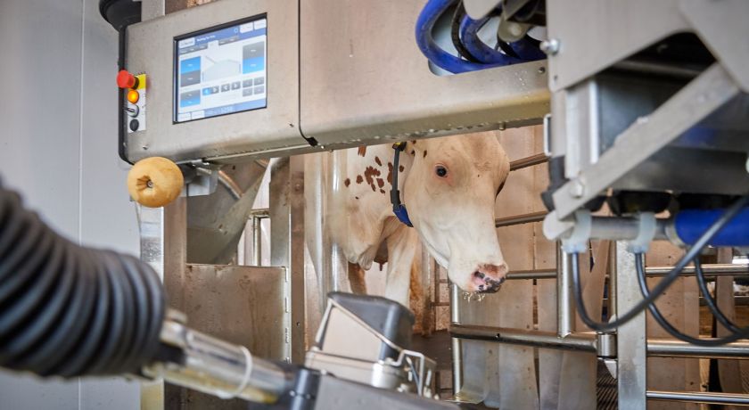 Manejo de secagem das vacas de leite em fazendas inteligentes