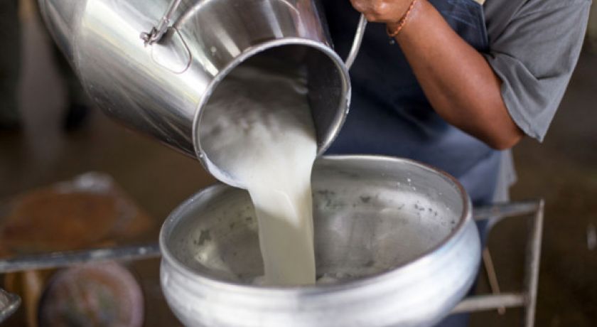 EMBRAPA: Preço do leite segue em elevação, enquanto milho e soja desaceleram