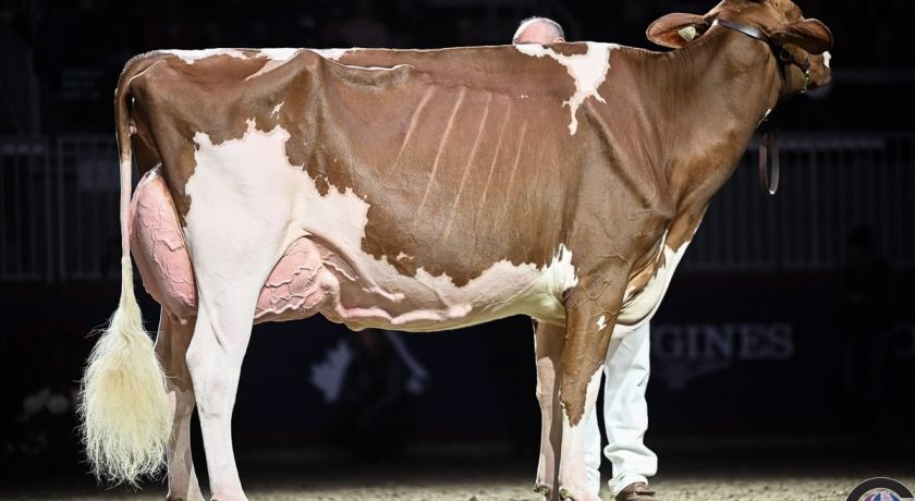 O Canal do Leite lamenta a morte de uma das maiores vacas leiteiras da atualidade