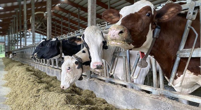 Estratégias para melhorar o desempenho e reduzir os custos de alimentação em uma fazenda de leite