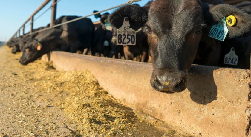 Beef-on-Dairy (Corte no leite): uma revolução na pecuária americana