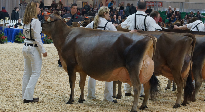 MUSQIE IATOLA MARTHA-ET -  uma das grandes vacas Jersey de todos os tempos
