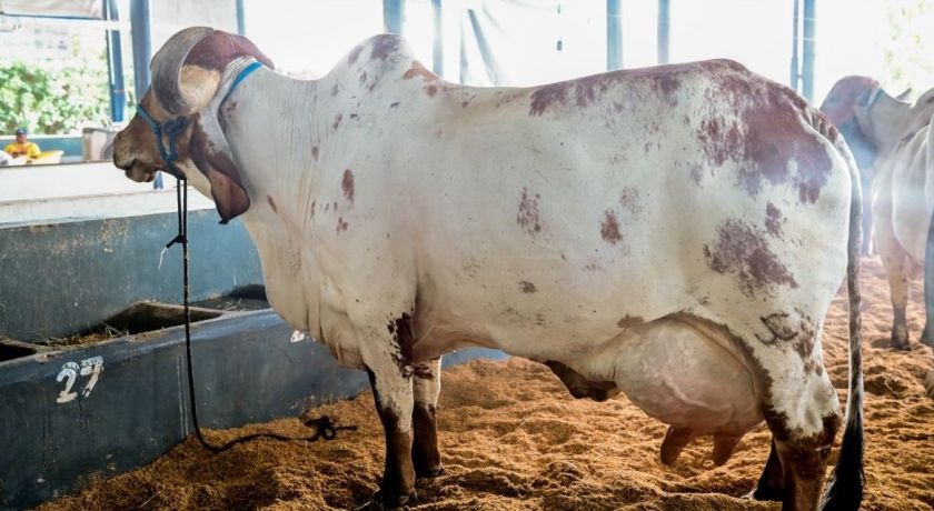 Vaca Gir Leiteiro bate recorde mundial de produção de leite