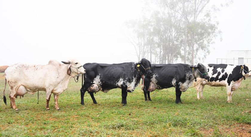 Pela primeira vez, ferramenta genômica vai reunir três raças de bovinos leiteiros