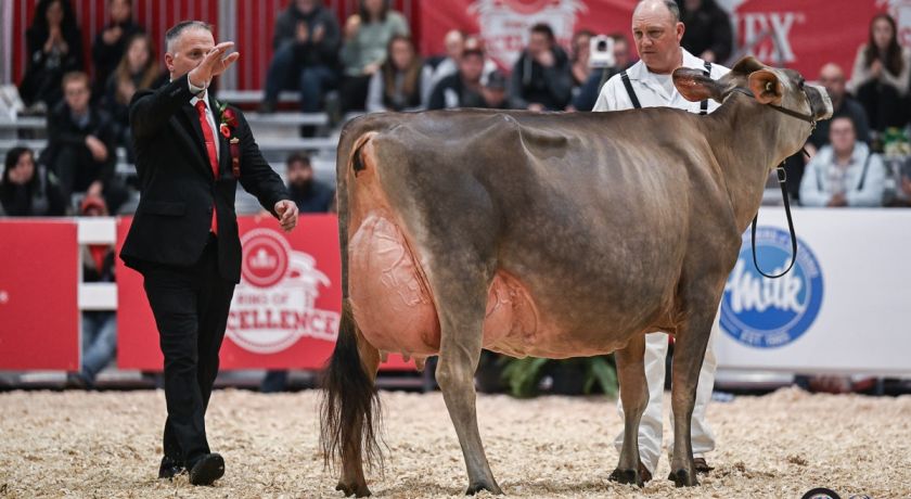 Vierra Dairy Farm: um meteoro que caiu na raça Jersey