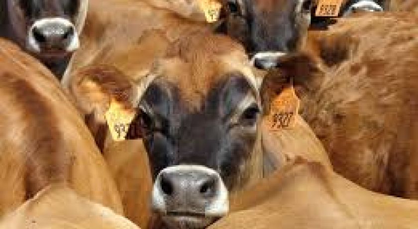 A raça Jersey alcança novos recordes e reforça seu impacto na indústria leiteira
