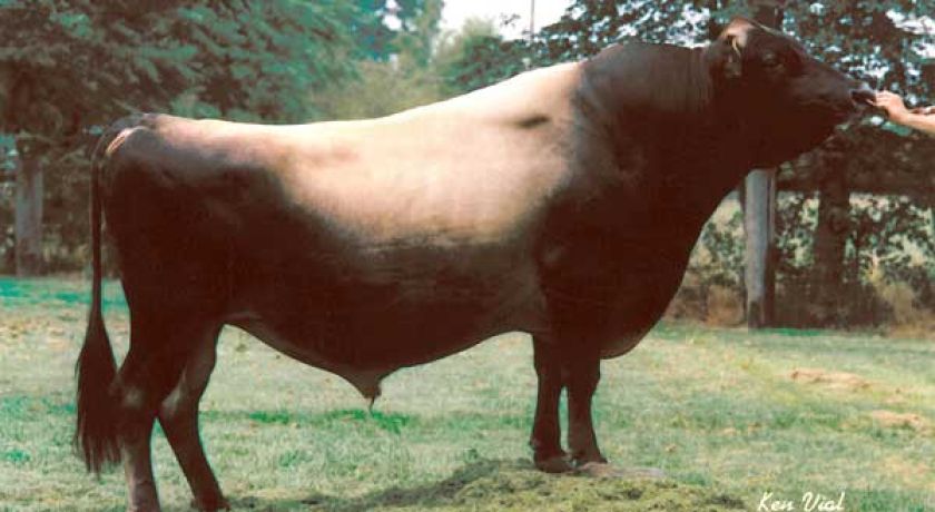 Highland Magic Duncan: um gigante da genética Jersey
