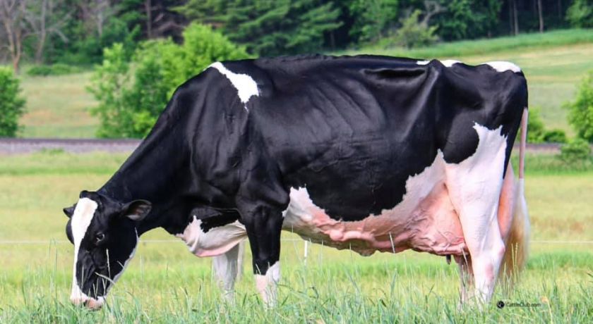 O futuro da Raça Holandesa depende do equilíbrio entre genética, eficiência e bem-estar