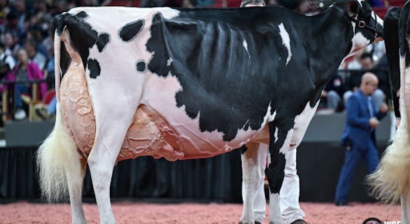 O caminho para Madison Leva à World Dairy Expo 2025, com cobertura exclusiva do Canal do Leite