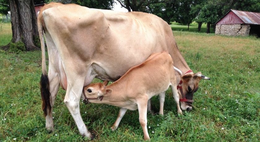 Febre do leite: predisposição, prevenção e impacto na sua produção!