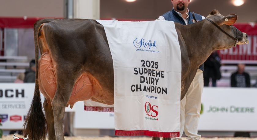 BAILEY: A vaca Jersey do momento