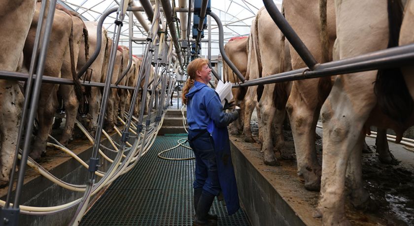 CEPEA: Preço ao produtor cai pelo sétimo mês seguido