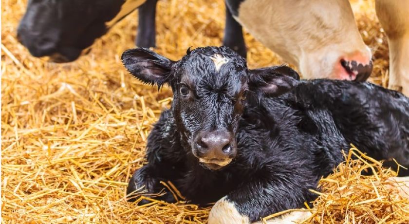 Criação de bezerros beef-on-dairy já é realidade no Brasil e ganha respaldo científico