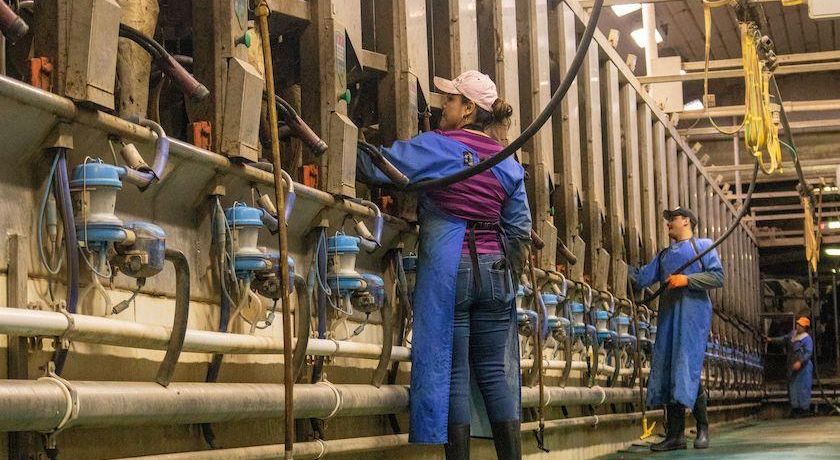 Preço do leite azedou humor do produtor em 2025, mas há chance de crescimento “moderado” no próximo ciclo