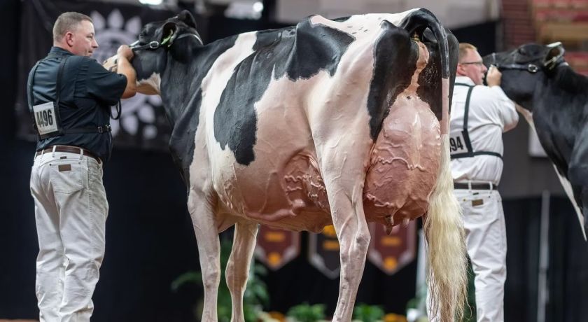 Entre tragédias e esperança: O legado de vacas que mudaram a raça Holandesa