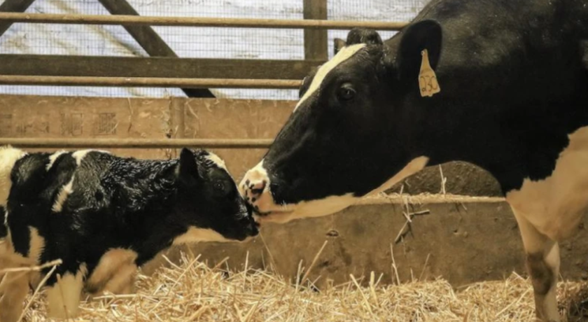 Manter o bezerro com a vaca por alguns dias: risco ou prática possível?